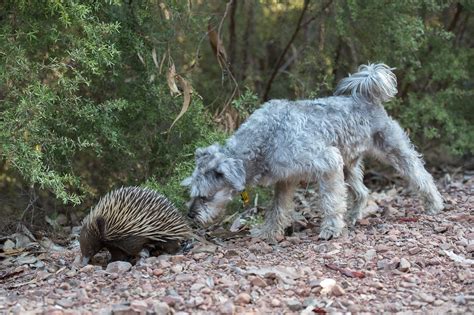 Download free photo of Echidna,spiny anteater,monotreme,egg-laying ...