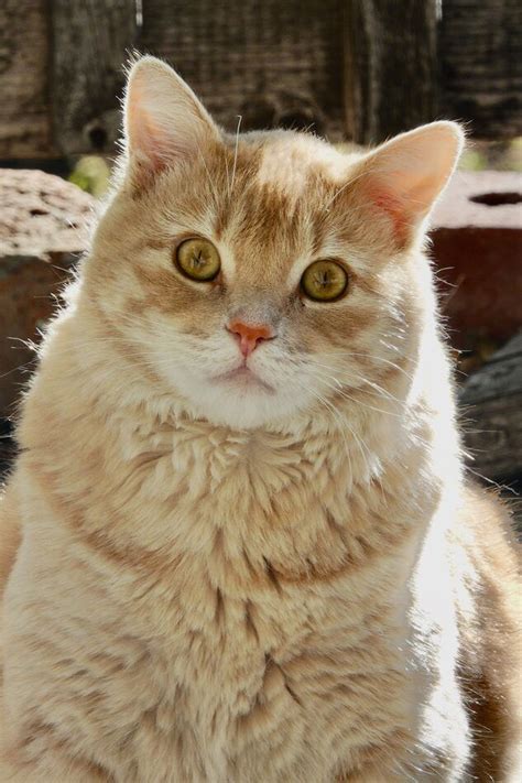 The Cat is Back: I have mentioned before I have some neighborhood cats ...