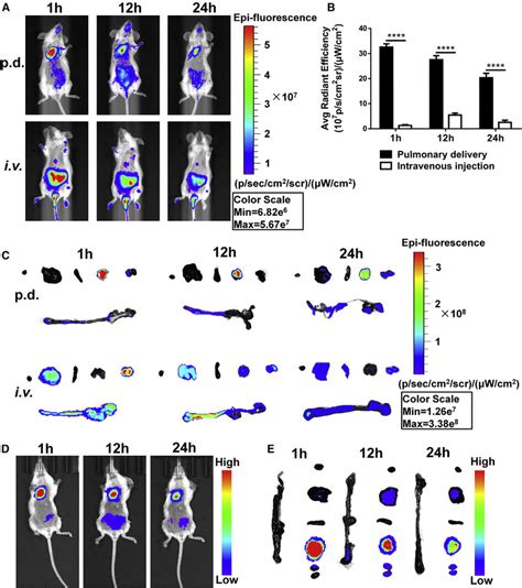 Biodistribution Of Cy Sirna Polyplexes And Nanoemulsions In Vivo A