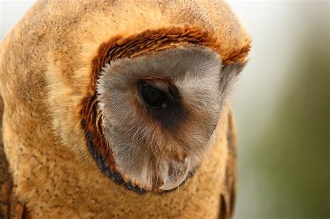 Ashy Faced Owl