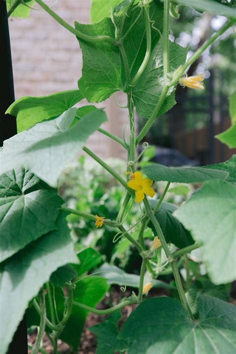 Why You Should Grow Cucumbers On A Trellis • Gardenary