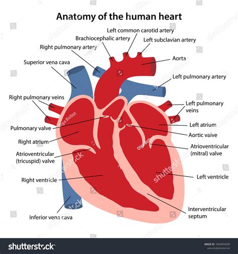 Heart Diagram And Major Structure Heart Diagram Svg File Hum