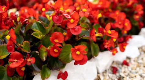 Consejos Para Que Tus Begonias Sigan Floreciendo Durante Toda La