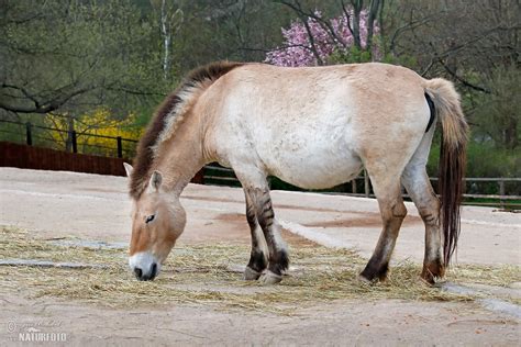 Przewalski's Horse Photos, Przewalski's Horse Images, Nature Wildlife ...