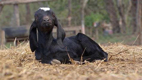 Produtores paulistas apostam na criação de cabras Nosso Campo G1