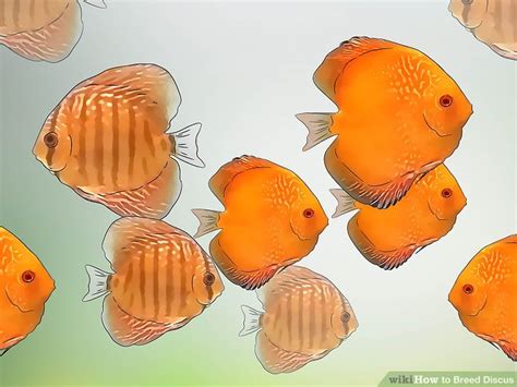 How To Breed Discus With Pictures Wikihow