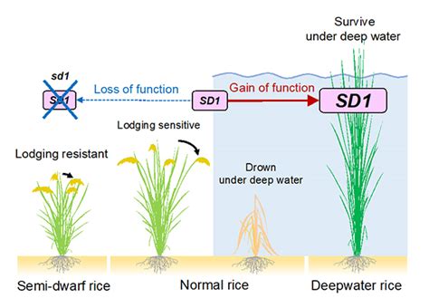 Research News Rice Plants Evolve To Adapt To Flooding Tohoku