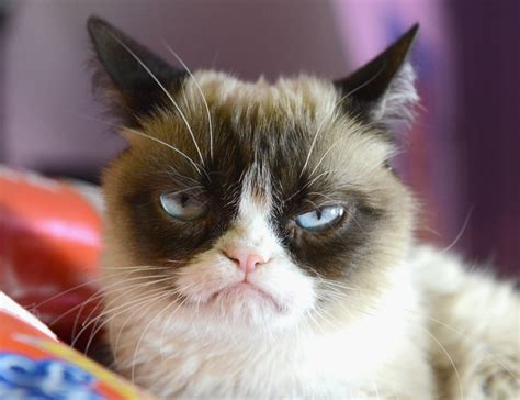 Internetfenomeen Grumpy Cat overleden | Het Parool