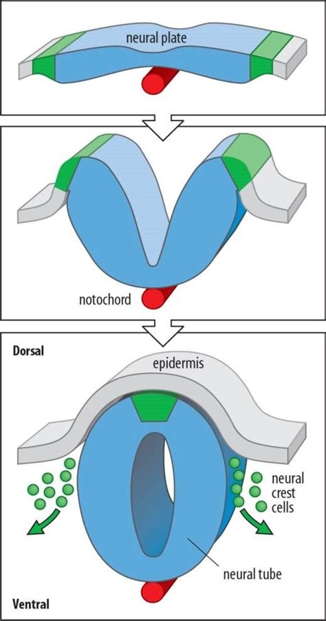 Formation of the neural tube and neural crest cells (NCC) during early ...