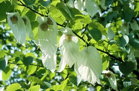 Paper Handkerchief Tree Our Beautiful Wall Art And Photo Ts Include