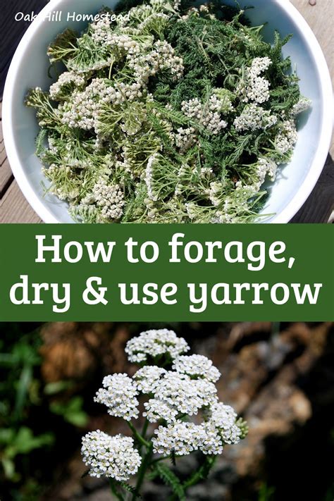 How To Forage Harvest And Dry Yarrow Oak Hill Homestead