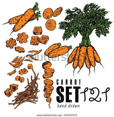 Hand Drawn Carrot Set Collection Carrot Stock Vector Royalty Free