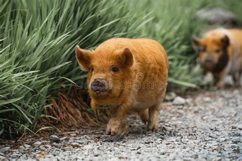 Closeup of Orange Kunekune Pigs Walking in a Green Meadow. Stock Image - Image of selected ...