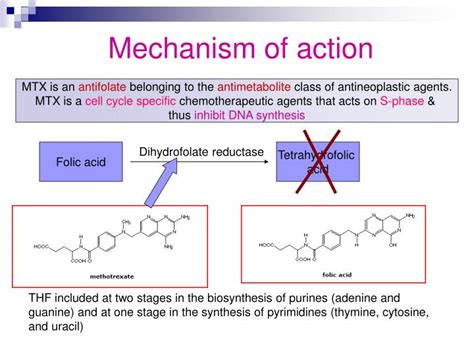 PPT - Methotrexate PowerPoint Presentation - ID:3340255