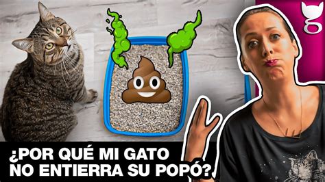 ¿por QuÉ Mi Gato No Entierra Su PopÓ 😺💩😲 La GaterÍa Tv Youtube