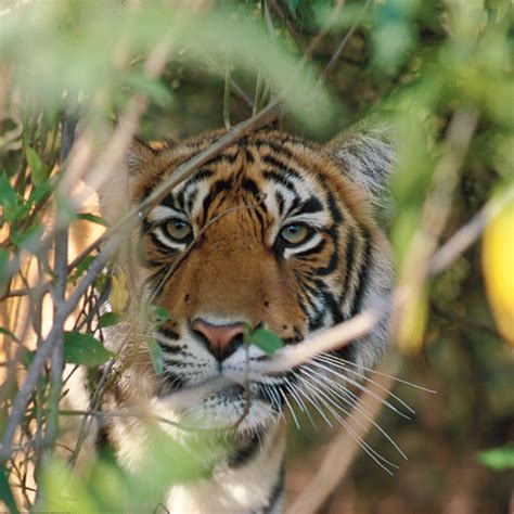 Visit India To Explore The Exotic Wildlife – Indian Holiday UK Blog ...