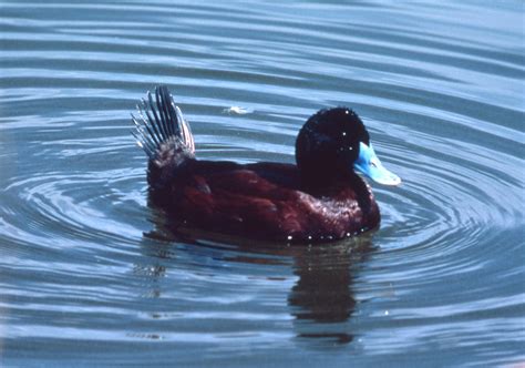 Blue-billed Duck - The Australian Museum