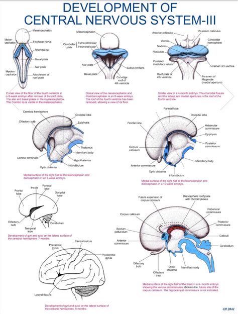 Embryology Model – For Classes, Not Masses