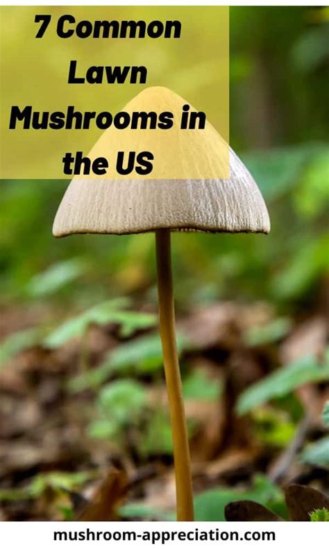 7 Common Lawn Mushrooms In The Us Mushroom Appreciation