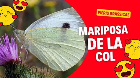 COMO ES La Mariposa De La COL Pieris Brassicae YouTube