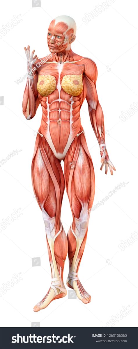 D Rendering Female Figure Muscle Maps Shutterstock