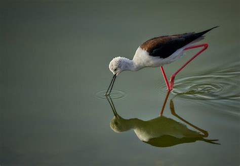 Crowd Results Wild Wading Birds In Water Bird Photo Contest