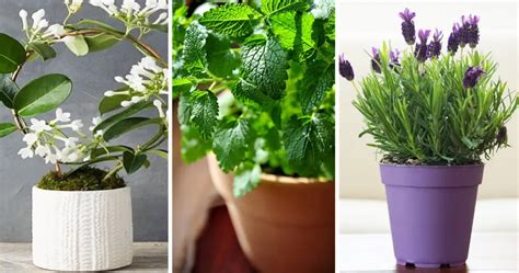 Las Mejores Plantas Arom Ticas De Interior Para Perfumar Y Decorar