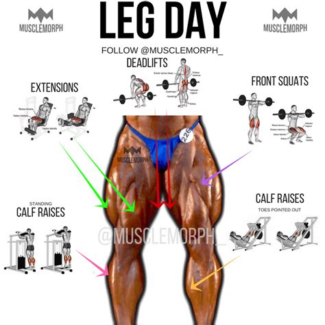 Https Musclemorphsupps Leg Day Leg Exerxises Leg Workout