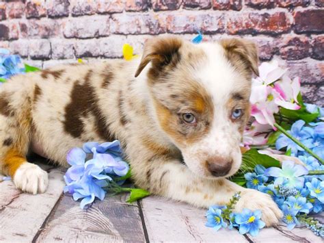 Texas Heeler Puppy Red Merle One Blue One Green Eye Id16147 Located At