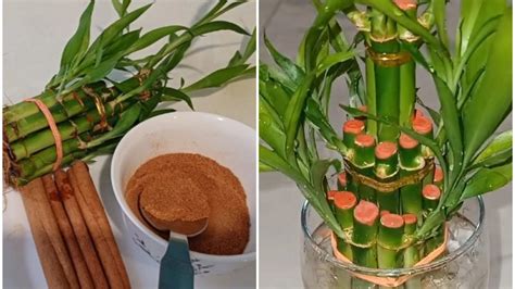 How To Propagate Lucky Bamboo Plant Propagate Lucky Bamboo Plant