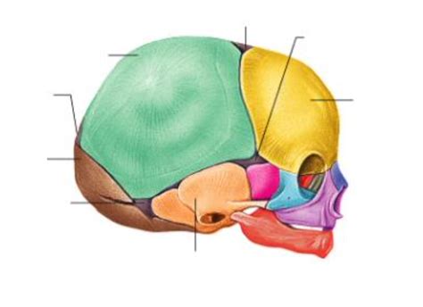 Anatomy Physiology Axial System Labeling 10 29 21 Diagram 3 Fontanels Diagram Quizlet