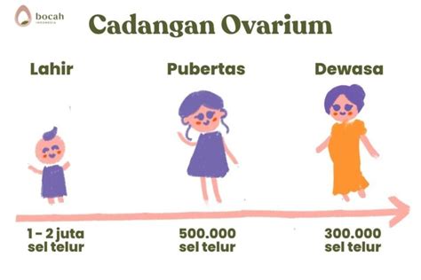 Fakta Mengenai Sel Telur Dan Efeknya Pada Kehamilan