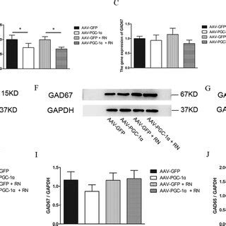 Comparisons Of The CFos PV Cells In The DG CA1 And CA3 Subfields Of