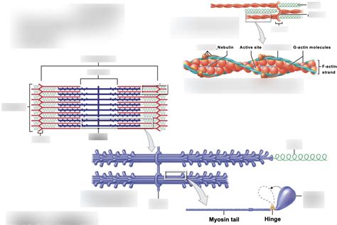 Figure 9 6 Thin Thick Filaments Diagram Quizlet