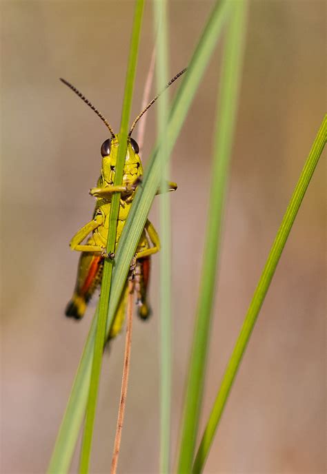 Criquet Ensanglant Grasshopper K Rrgr Shoppa Siv Domeij Flickr