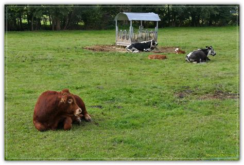 Ruminants Ruminant Val De Vill F Alsace Pierre Promeneur