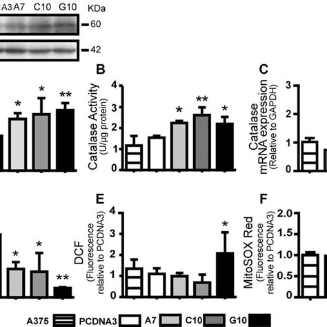 Catalase Overexpression Induced Melanoma Cell Migration A375 Cells Download Scientific Diagram