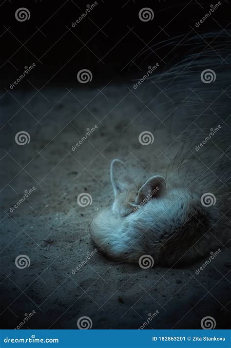 Zorro Fennec Duerme En El Desierto Oscuro Imagen de archivo - Imagen de ...