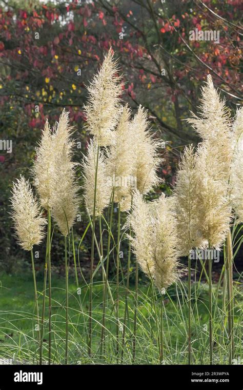 Cortaderia Selloana Silber Pampasgras Amerikanisches Pampasgras