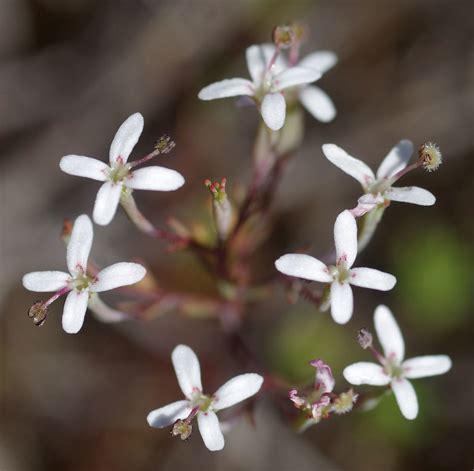 Stylidium Guttatum Jandakot Regional Park Near Perth Wa Flickr