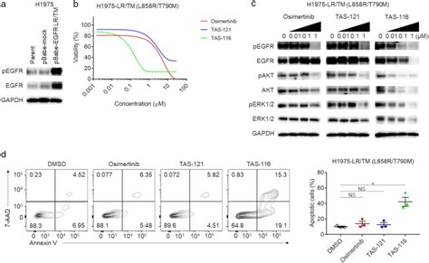 Sensitivities Of The H1975‐lrtm Cell Line To Egfr‐tkis Or Tas‐116 A