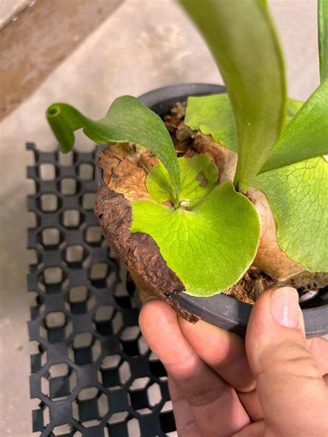 Staghorn Fern Platycerium Alcicorne Africa Furniture Home Living