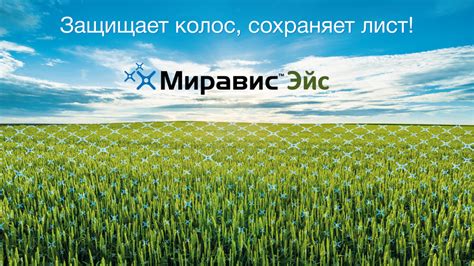 Миравис™ Эйс – новая линия в защите зерновых культур | Сингента