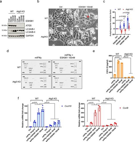 Atg5 Deletion Blocks Esk981 Induced Vacuolization And Cxcl10 Mediated