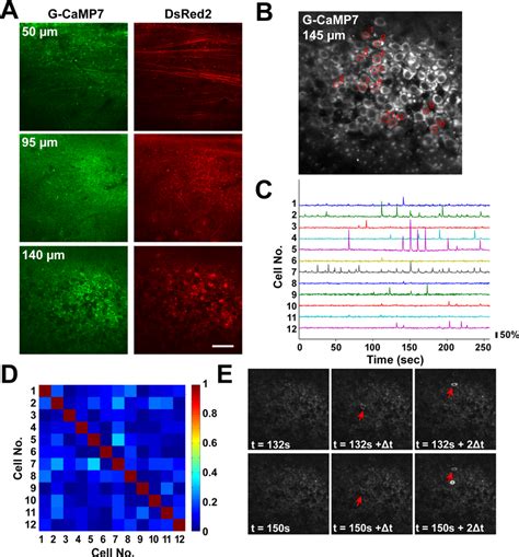 Two Photon Imaging Of Spontaneous Hippocampal Ca Circuit Activity In