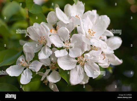 White Hawthorn Blossom Stock Photo Alamy