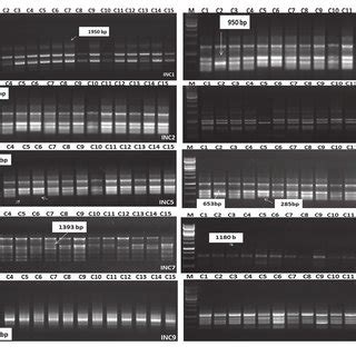 PCR Amplification Profile Generated From Genomic DNA Of 15 Tomato