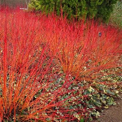 Gradina Bijoux Cornus Sang Annys Winter Orange