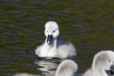 Premium Photo | Mute swan cygnets on a lake