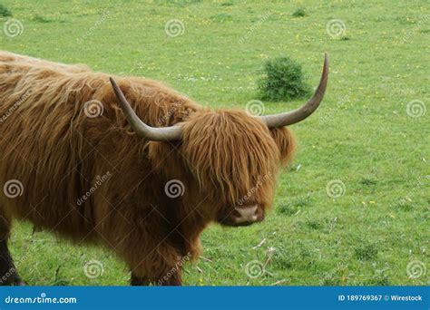 Brown Highland Cow In Green Grass Field Stock Image Image Of Outdoors